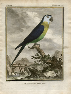 Juba Parakeet