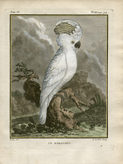 Cockatoo