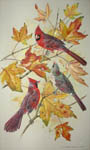 Cardinals on Maple Leaves