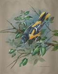 Baltimore Oriole