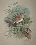Veery