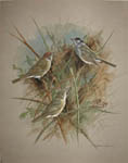 Blackcaps and Garden Warbler