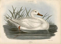 Swan Natural History Study