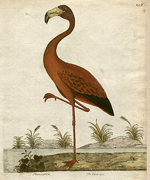 Albin Flamingo