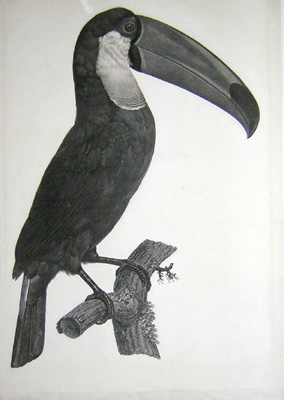 Barraband Toucan