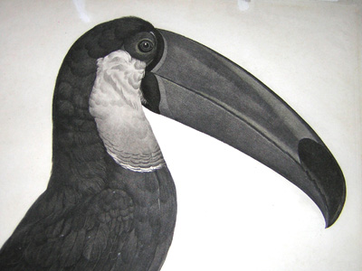 Barraband Toucan
