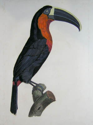 Barraband Toucan