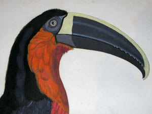 Barraband Toucan