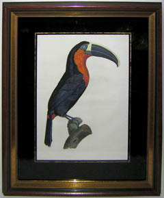 Barraband Toucan