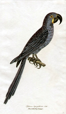 Brehm Hyacinth Parrot