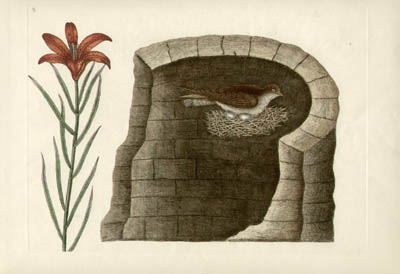 Catesby Swallow and Lily