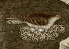 Catesby Swallow and Lily