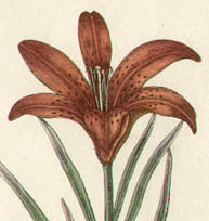 Catesby Swallow and Lily