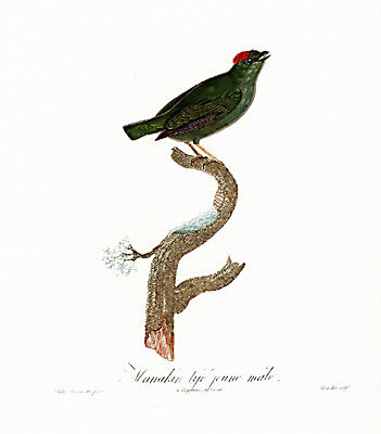 Manakin tye jeune male