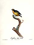 From Histoire Naturelle des Tangaras..