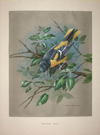 Detail of oriole