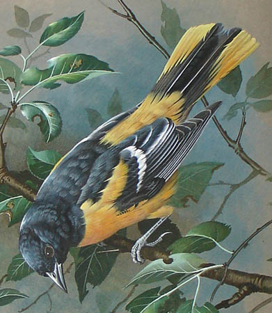 Detail of oriole
