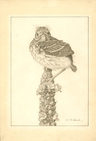 Bird Perched on Wildflower