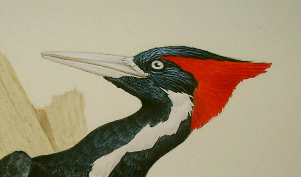 Ivory-billed Woodpeckers detail