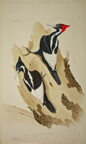 Ivory-billed Woodpeckers detail