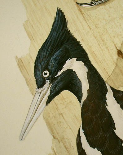 Ivory-billed Woodpeckers detail