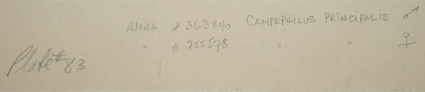 Ivory-billed Woodpeckers detail