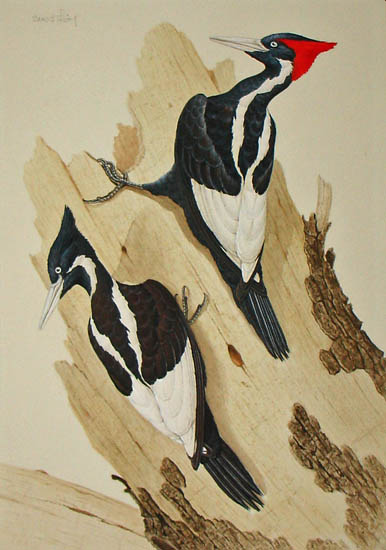 Ivory-billed Woodpeckers