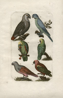 Parrots, Plate 114