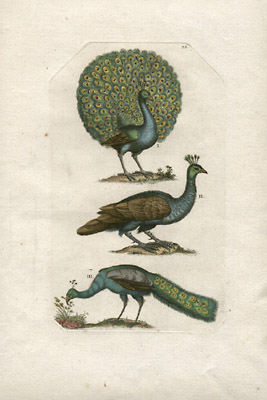 Peacocks, Plate 1