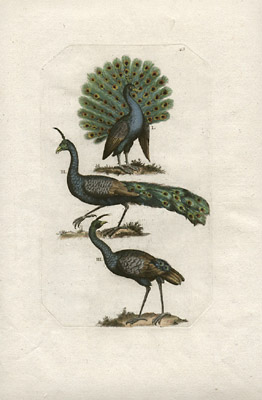 Peacocks, Plate 32