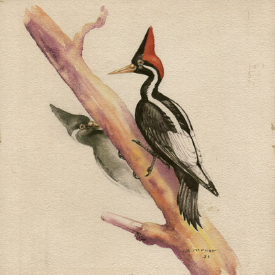 Woodpecker Watercolor