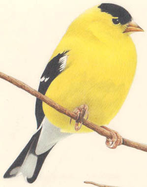Detail of Goldfinches