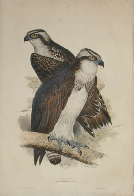 Osprey