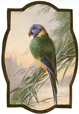 Blue Parrot