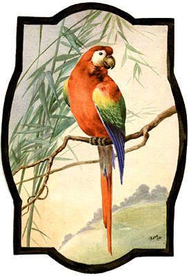 Red Parrot