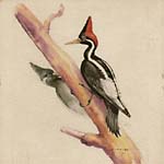 Woodpecker Watercolor
