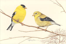 Goldfinch