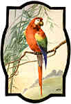 Red Parrot and Blue Parrot - Pair of Ornithological Designs
