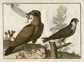 Eagle and Goshawk