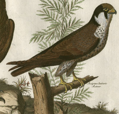 Aquila, Aigle; Accipiter Stellaris Autour Plate I [Eagle and Goshawk]
