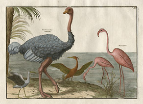 Ostrich and Flamingoes