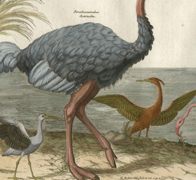 Struthocamelus Autruche; Phenicopteros, Plate VIII [Ostrich and Flamingoes]