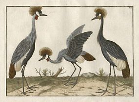 Pauo siue Cauda Chinensis, Griie Bolearique