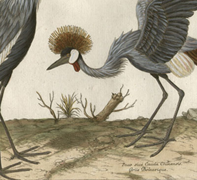 Pauo siue Cauda Chinensis, Griie Bolearique, Plate Number:  XII