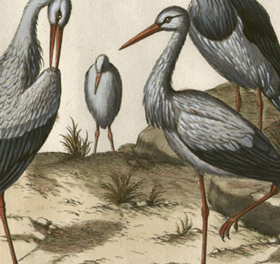 Ciconia, Cigogne, Plate XIII [Stork]