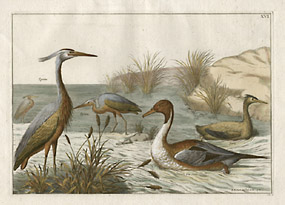 Egret, Very Rare Duck, and Berte