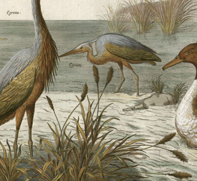 Egrette; Canart tres rare; Berte, Plate XVI [Egret, Very Rare Duck, and Berte]