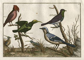 Monster (two-headed bird