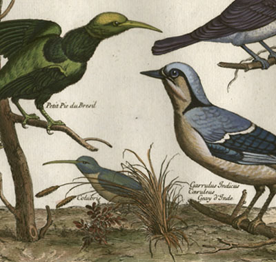 Monstre; Petit Pie du Bresil; Merulae congener, Merle du Bresil, Cotubris; Garrulus Indicus Caeruleus, Geay d'Inde, Plate XX [Monster (two-headed bird), Small Brazilian Magpie, Brazilian Blackbird, Cotubris and Indian Blue Jay]