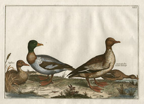 Puffin and Small Ducks